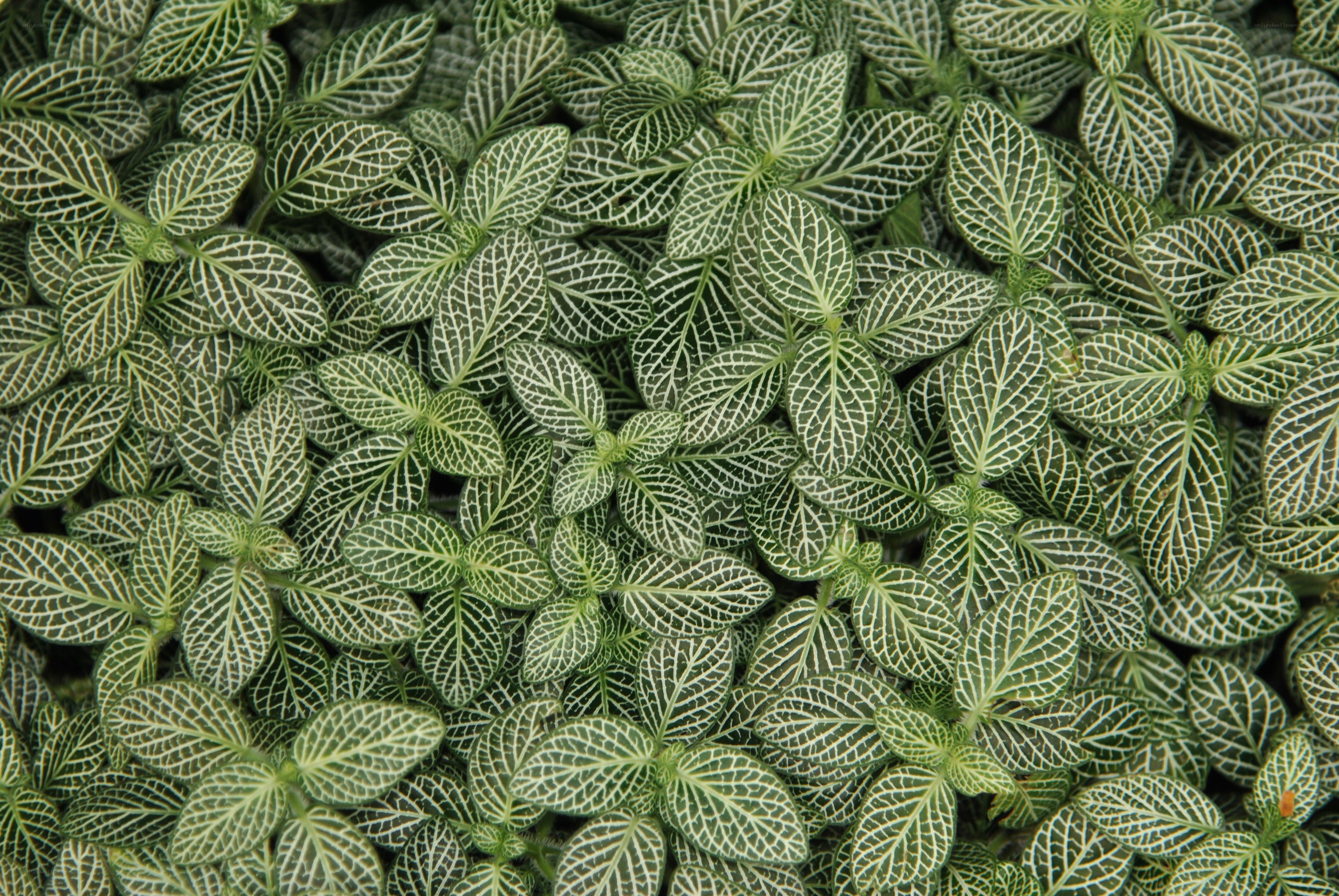 green leafy plant pattern