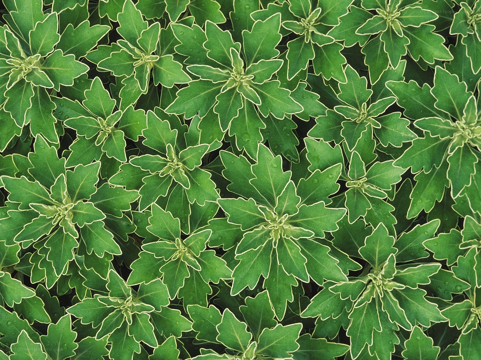 green leafy plant pattern