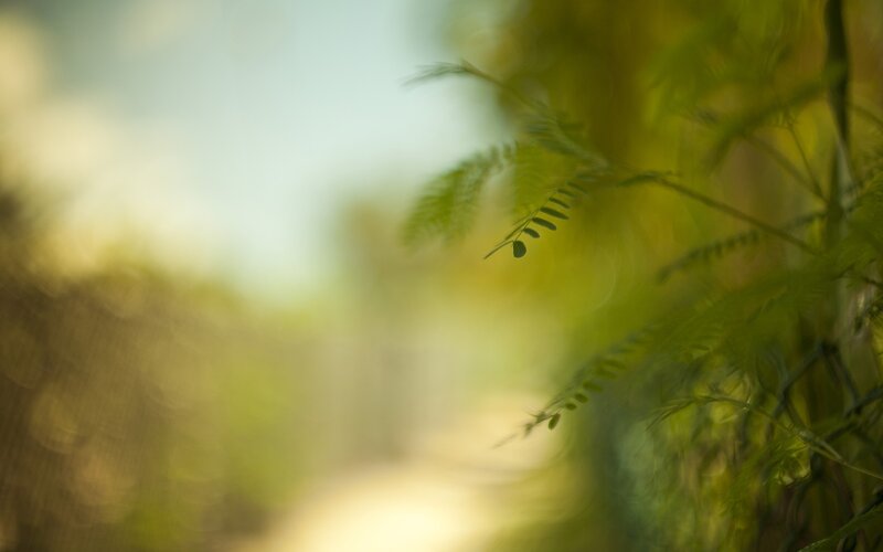 Green Leafy Plant — Serene, Afternoon