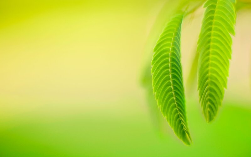 Green Leafy Plant — Serene, Photograph, Leaf, Background