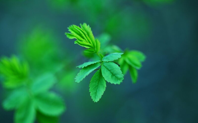 Green Leafy Plant — Serene, Photograph, Leaves