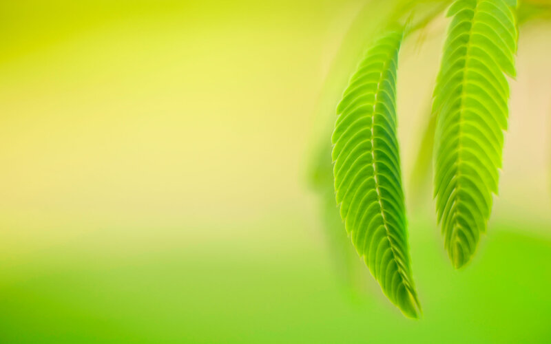 Green Leafy Plant — Serene, Photograph