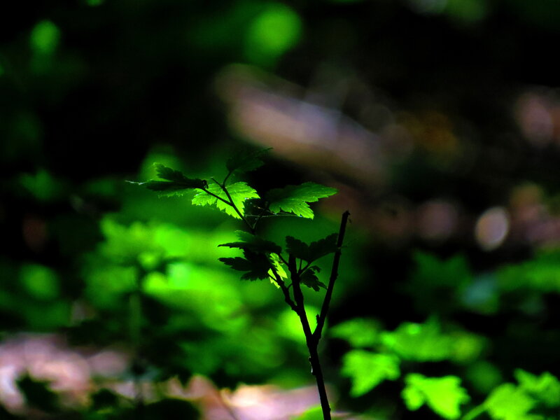Green Leafy Plant — Serene
