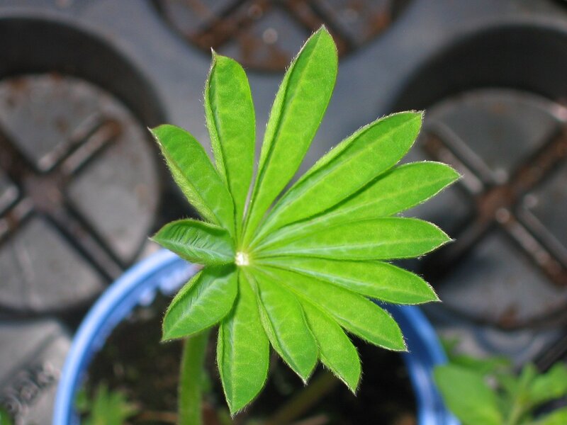 green leafy plant sprout