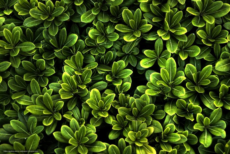 green leafy plant texture
