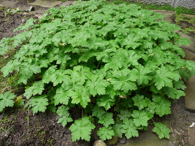 Green Leafy Plant