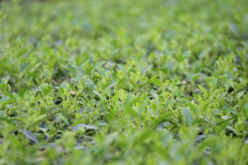 Green Leafy Plants — Calm