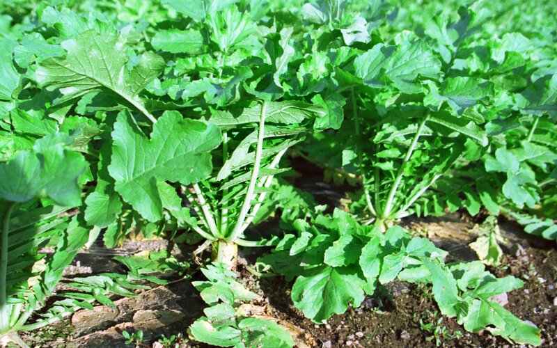 green leafy plants in a field