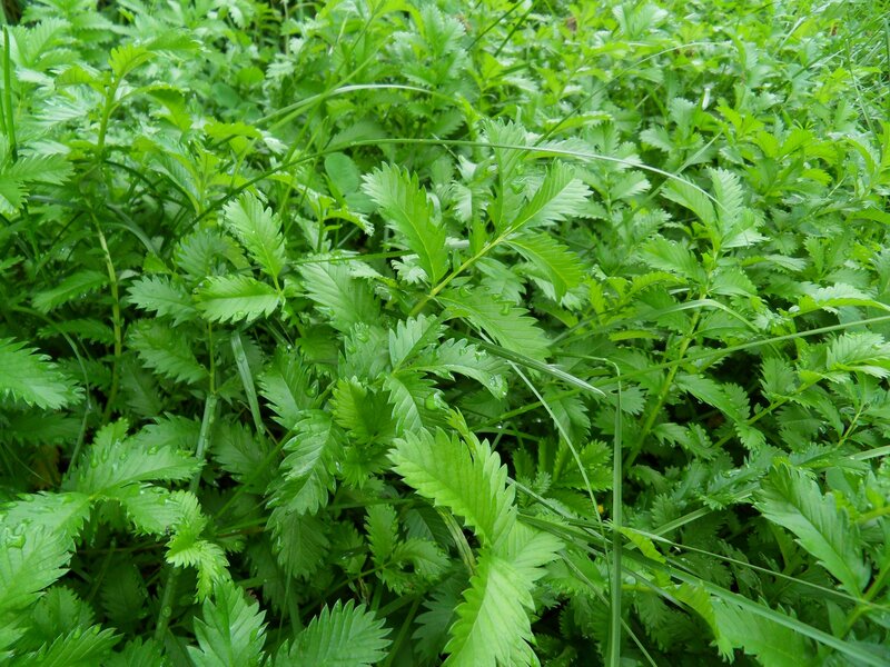 green leafy plants in a field