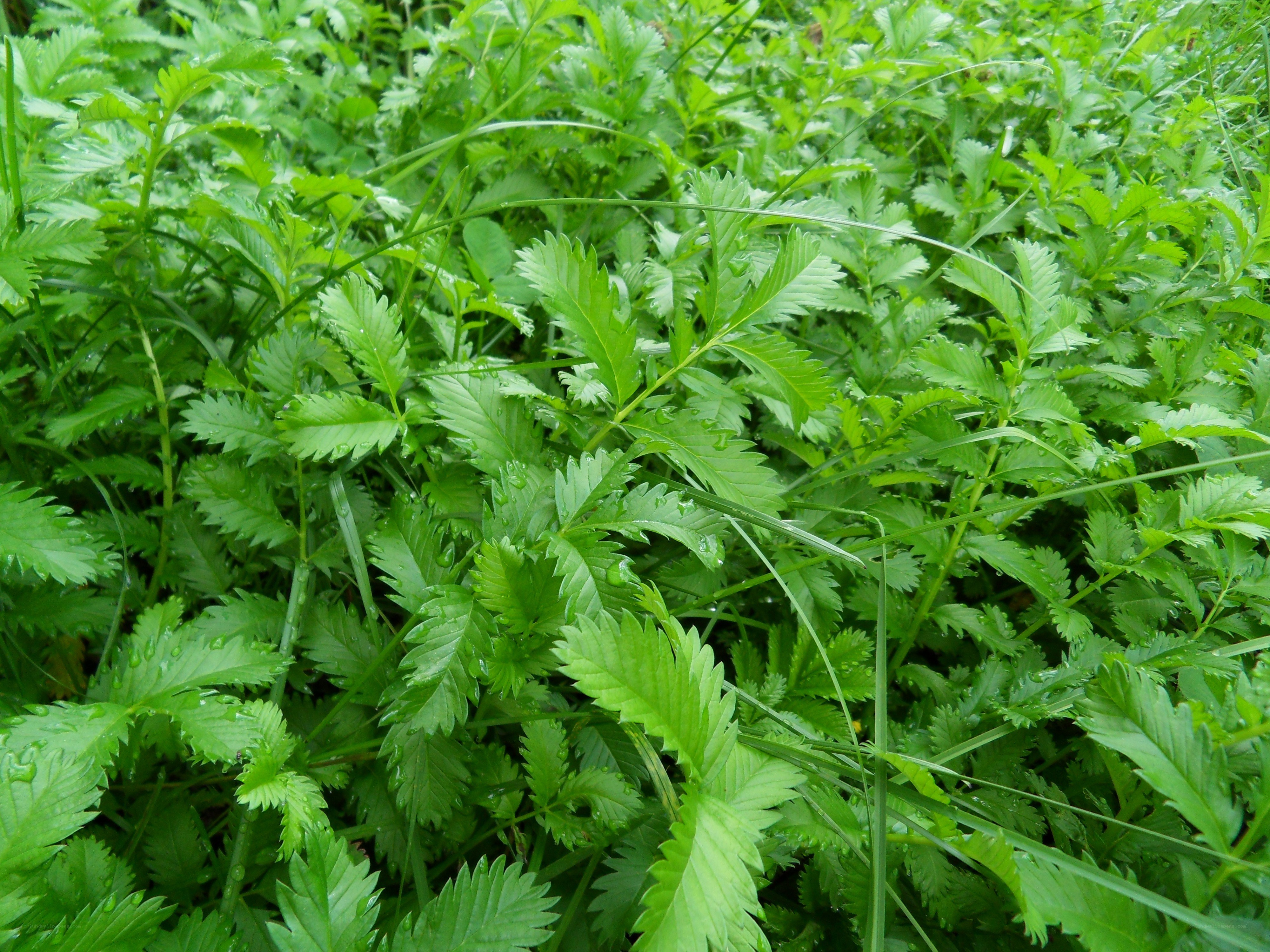 green leafy plants in a field