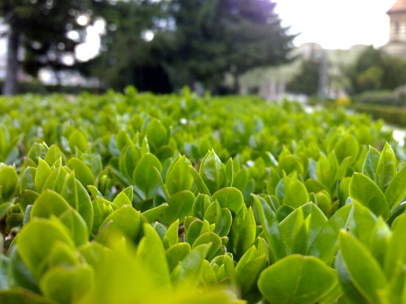 green leafy plants in a garden