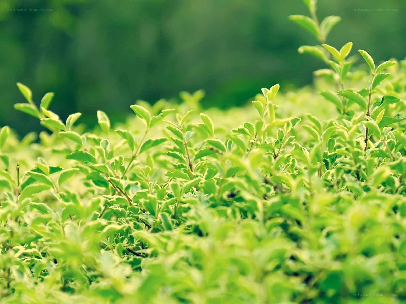 green leafy plants in focus