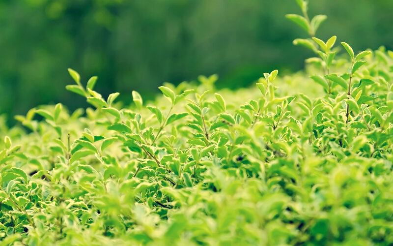 green leafy plants in focus