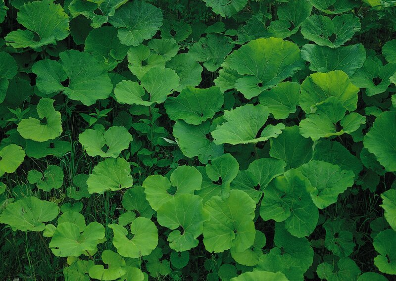green leafy plants in forest