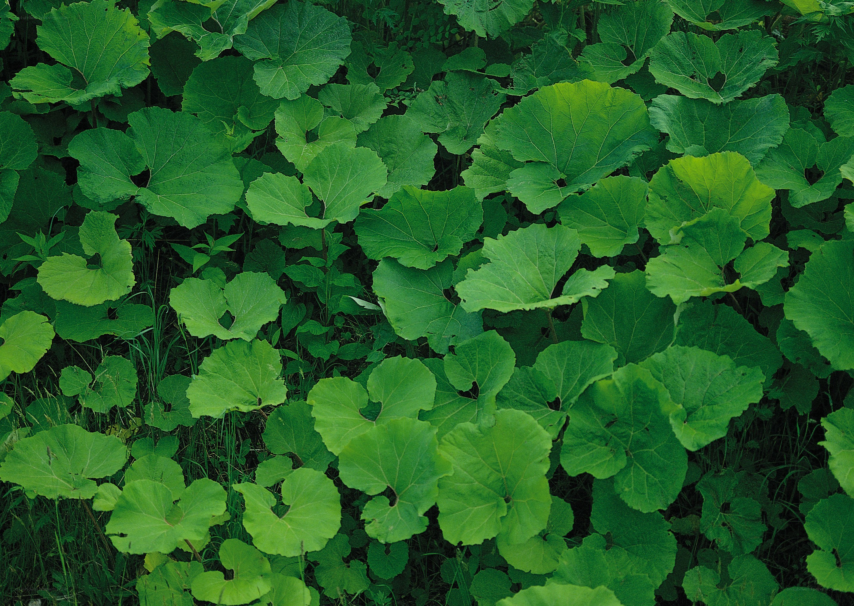 green leafy plants in forest