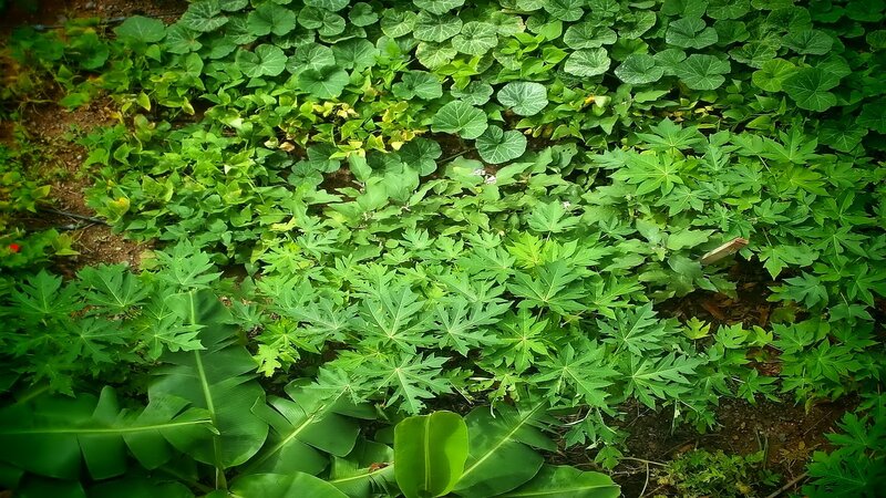 green leafy plants in garden