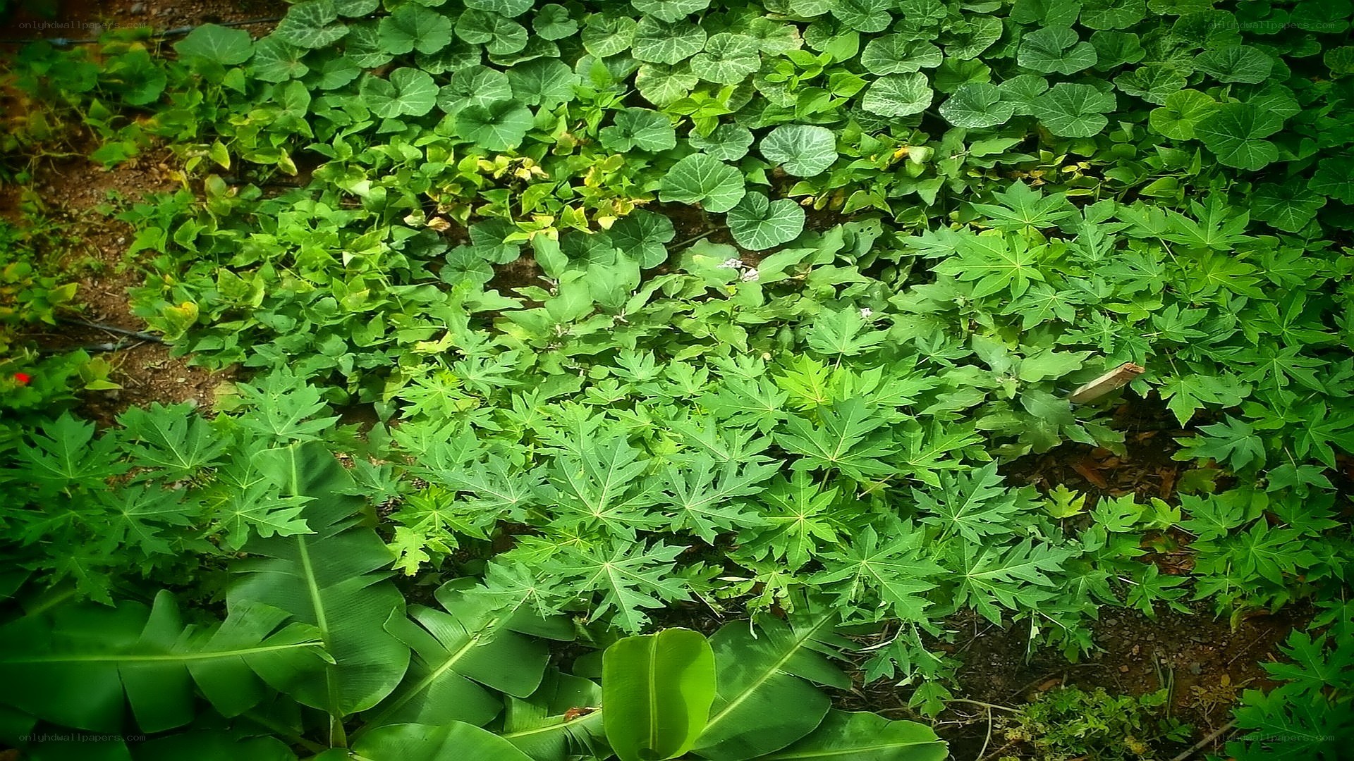 green leafy plants in garden