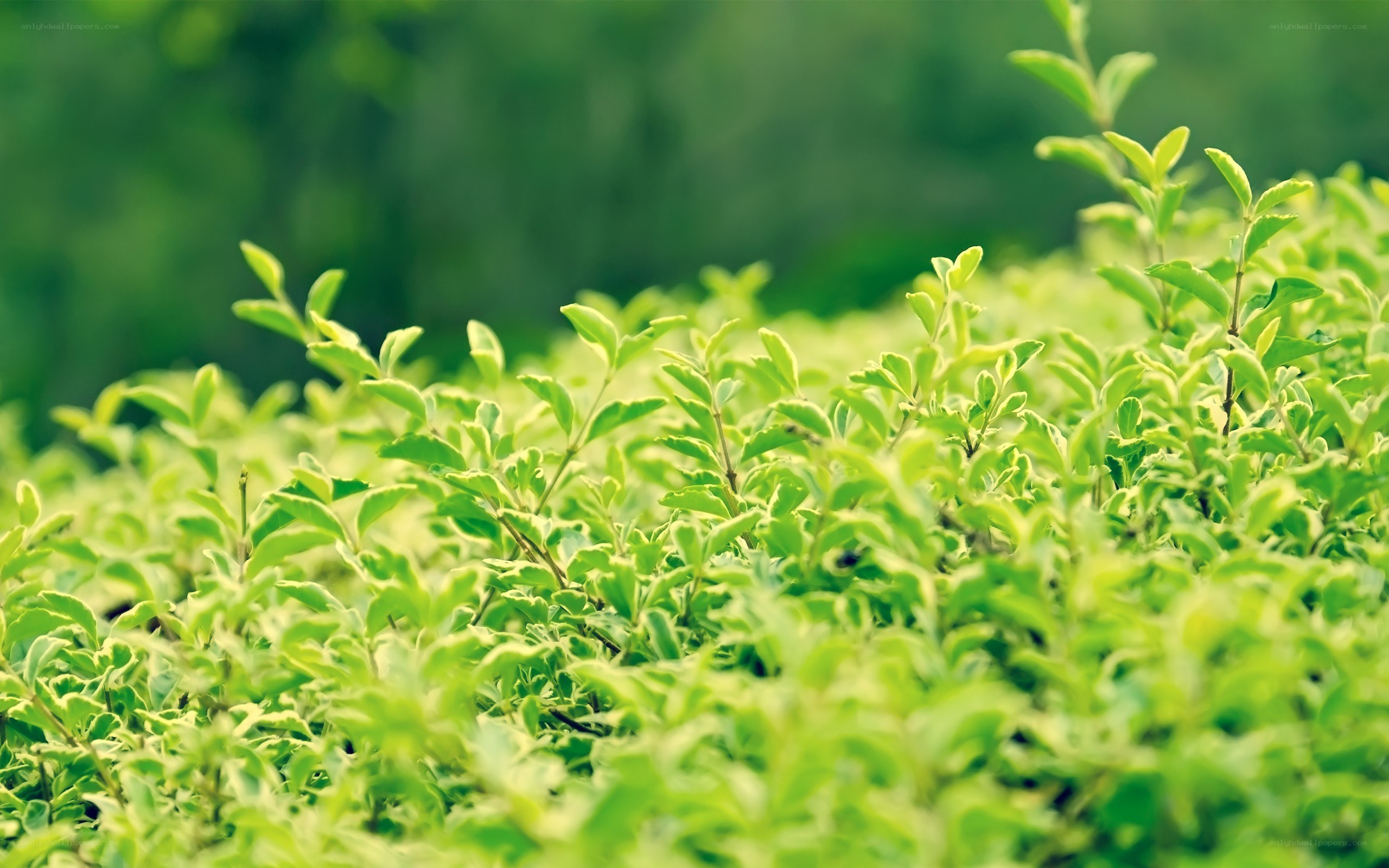 green leafy plants in garden