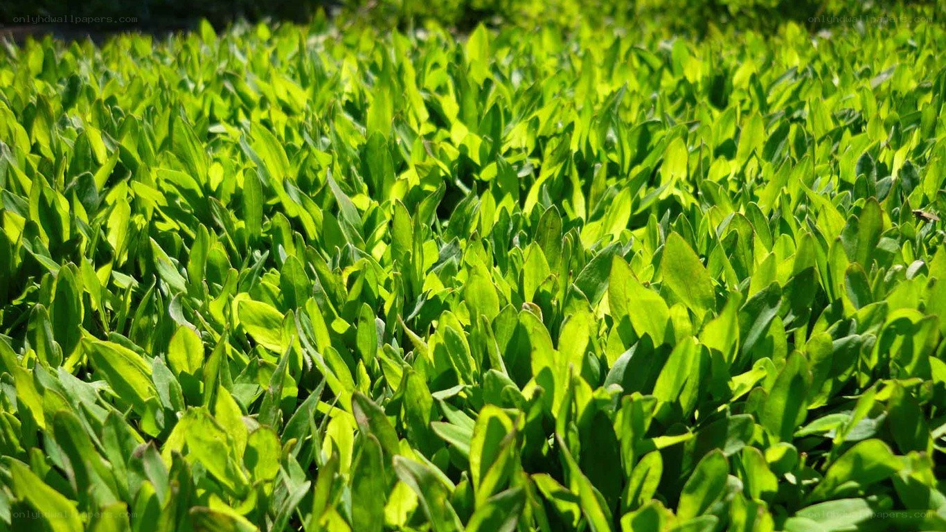 green leafy plants in sunlight
