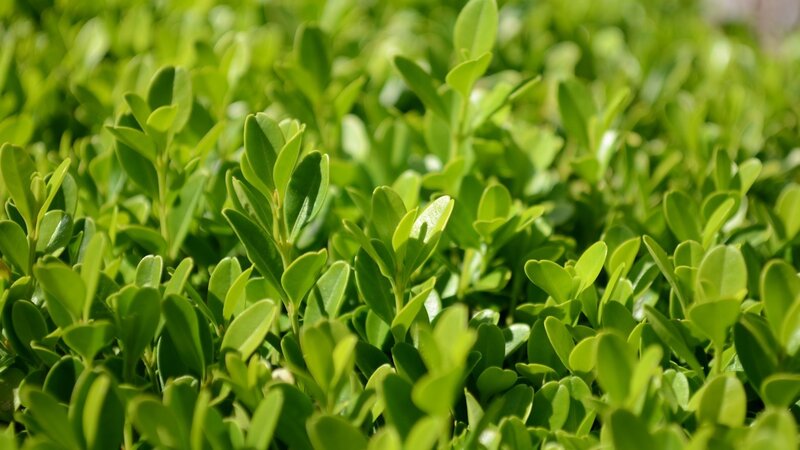 green leafy plants in sunlight