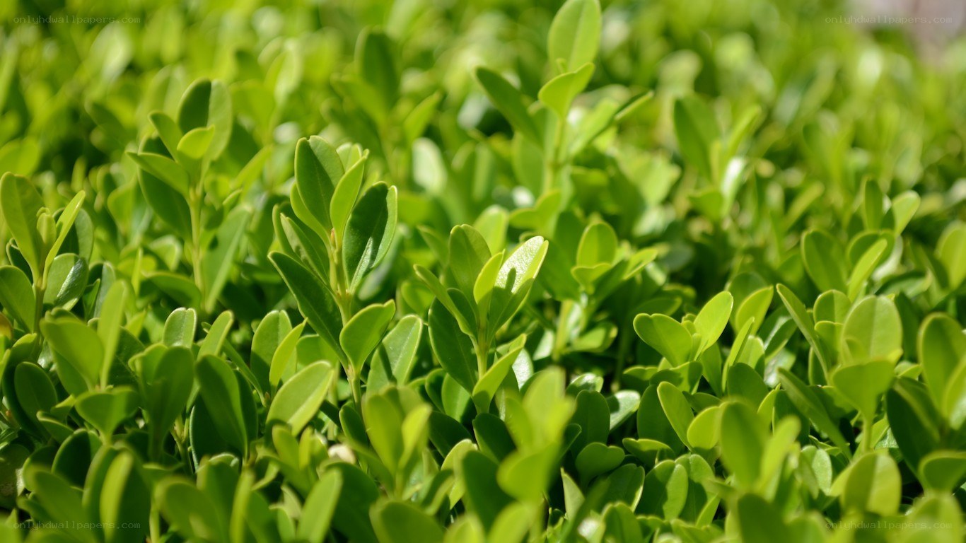 green leafy plants in sunlight