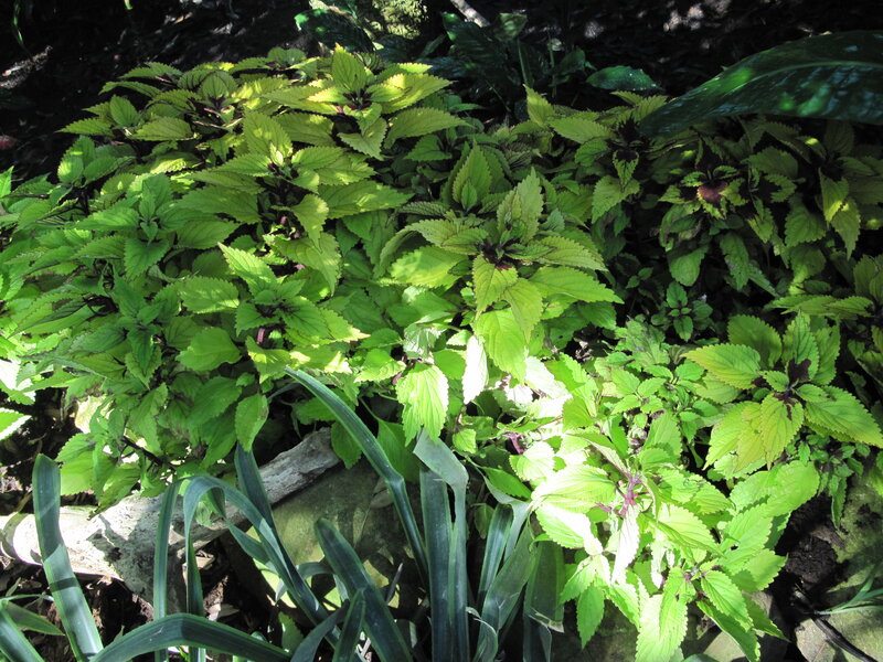 Green Leafy Plants — Natural, Afternoon