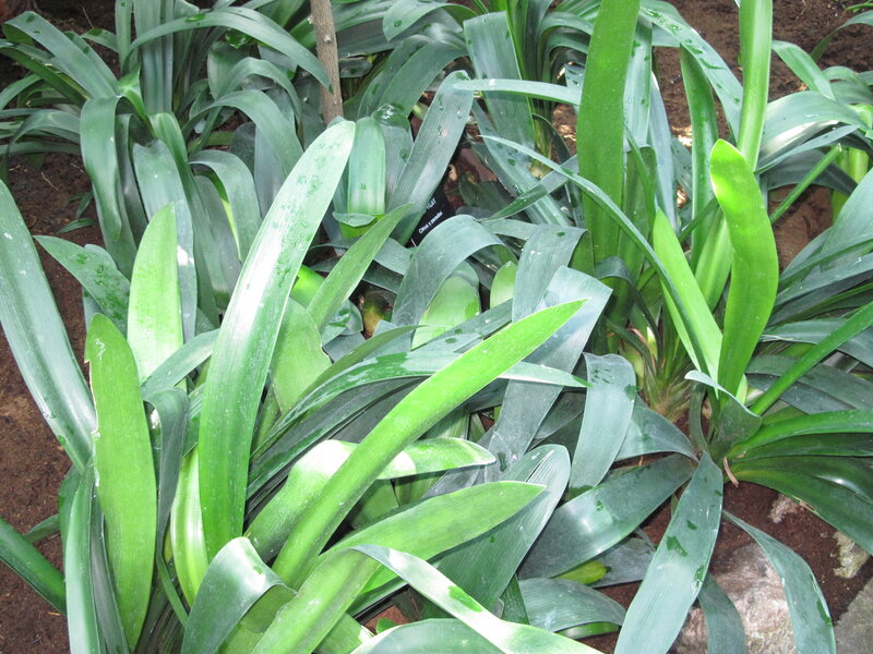 Green Leafy Plants — Natural, Photograph