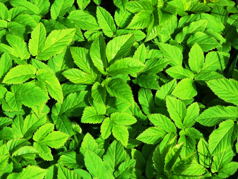 Green Leafy Plants — Natural, Spring