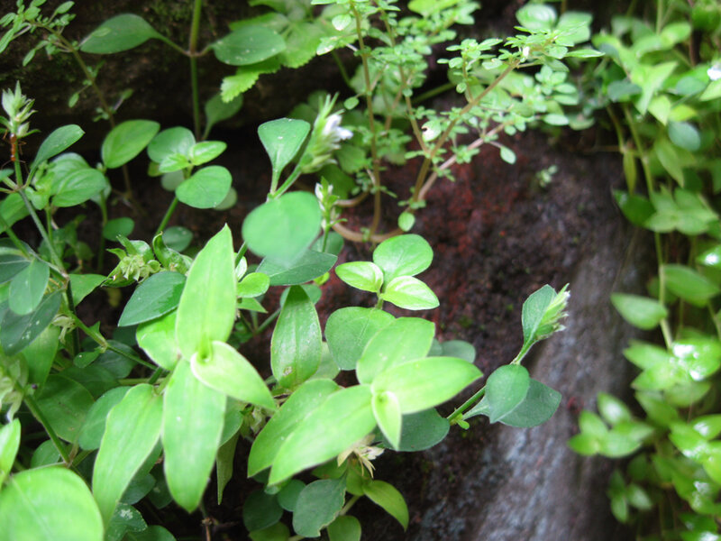 Green Leafy Plants — Natural