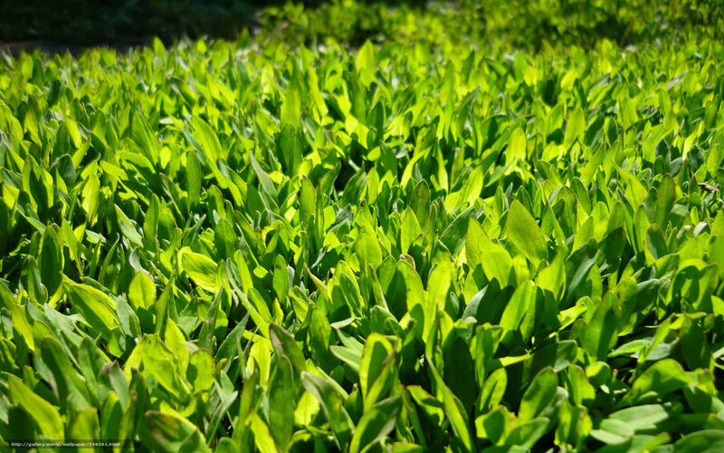 Green Leafy Plants — Serene, Afternoon