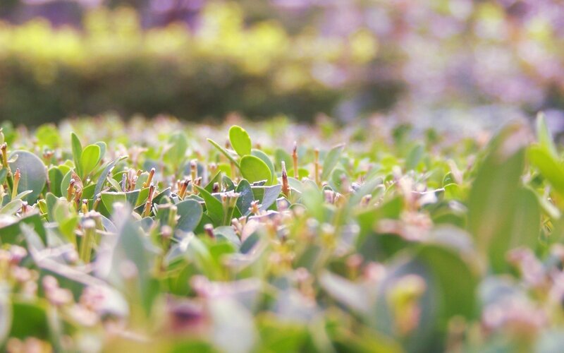 Green Leafy Plants — Serene, Spring