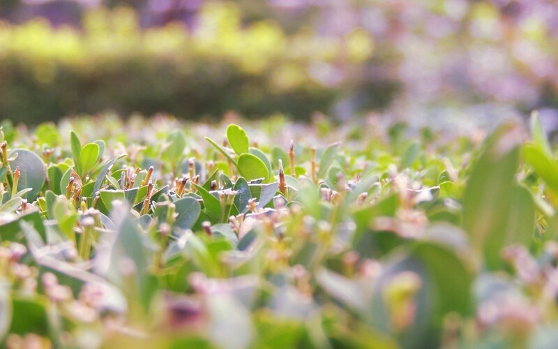 Green Leafy Plants — Serene