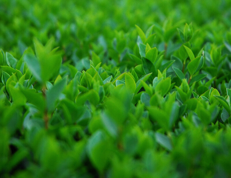 Green Leafy Plants
