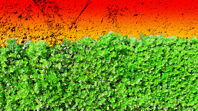 Green Leafy Plants — Vibrant