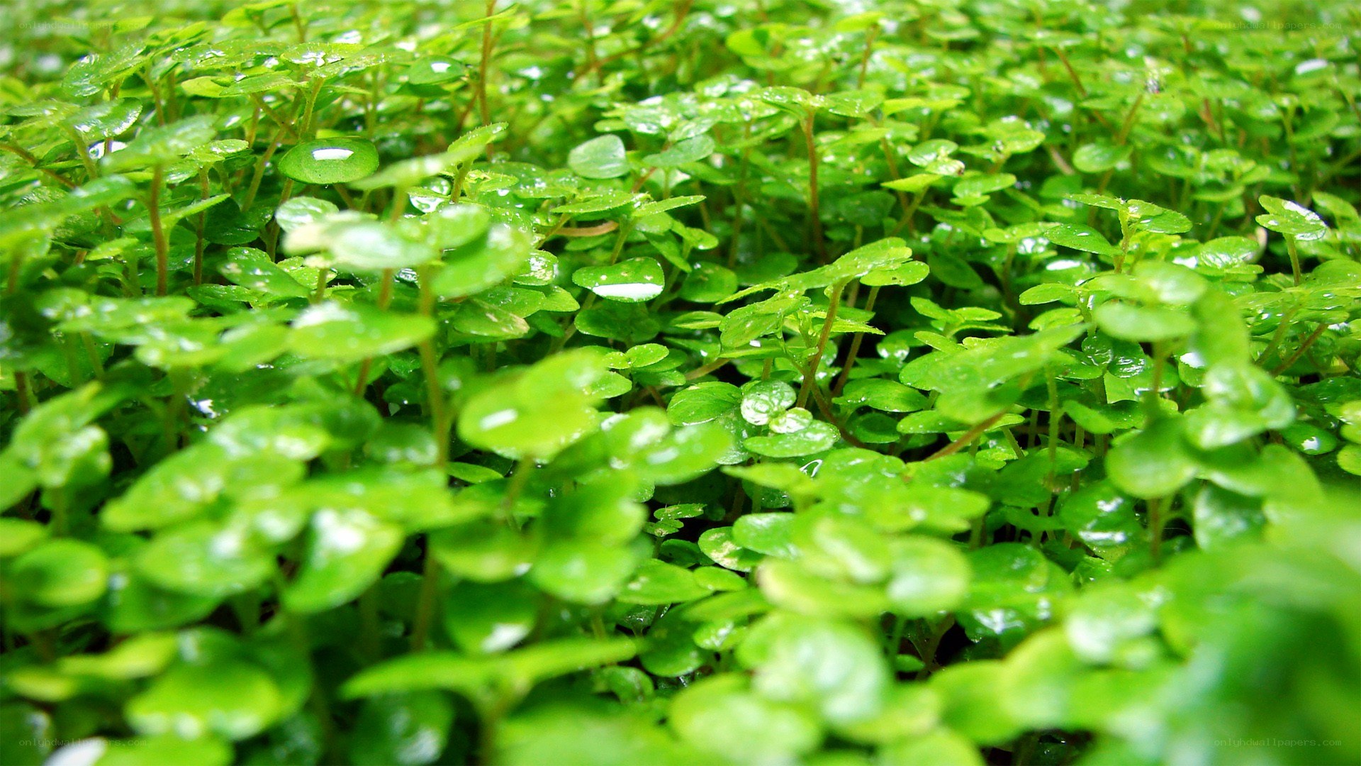 green leafy plants with water droplets