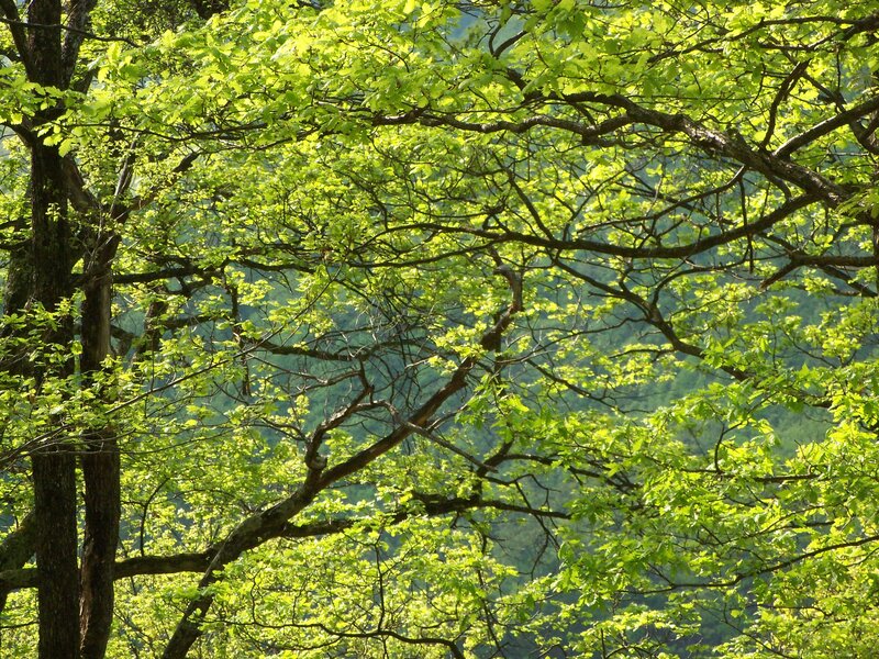 Green Leafy Tree Branches