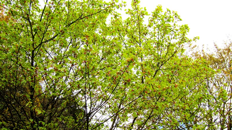 Green Leafy Tree Canopy — Serene