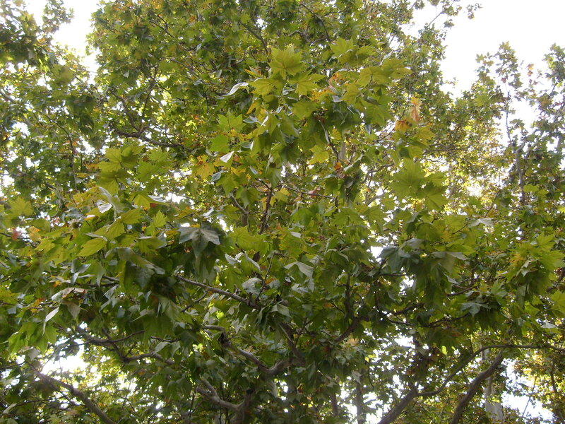 Green Leafy Tree Canopy