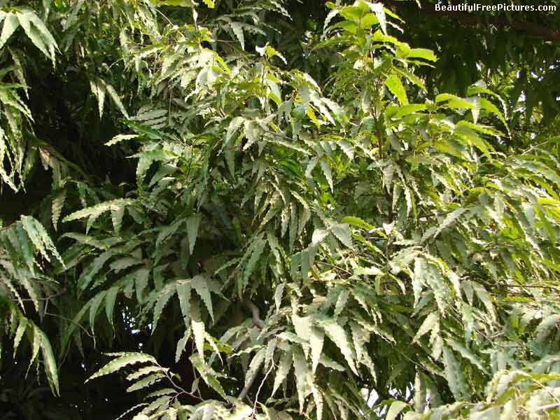 Green Leafy Tree