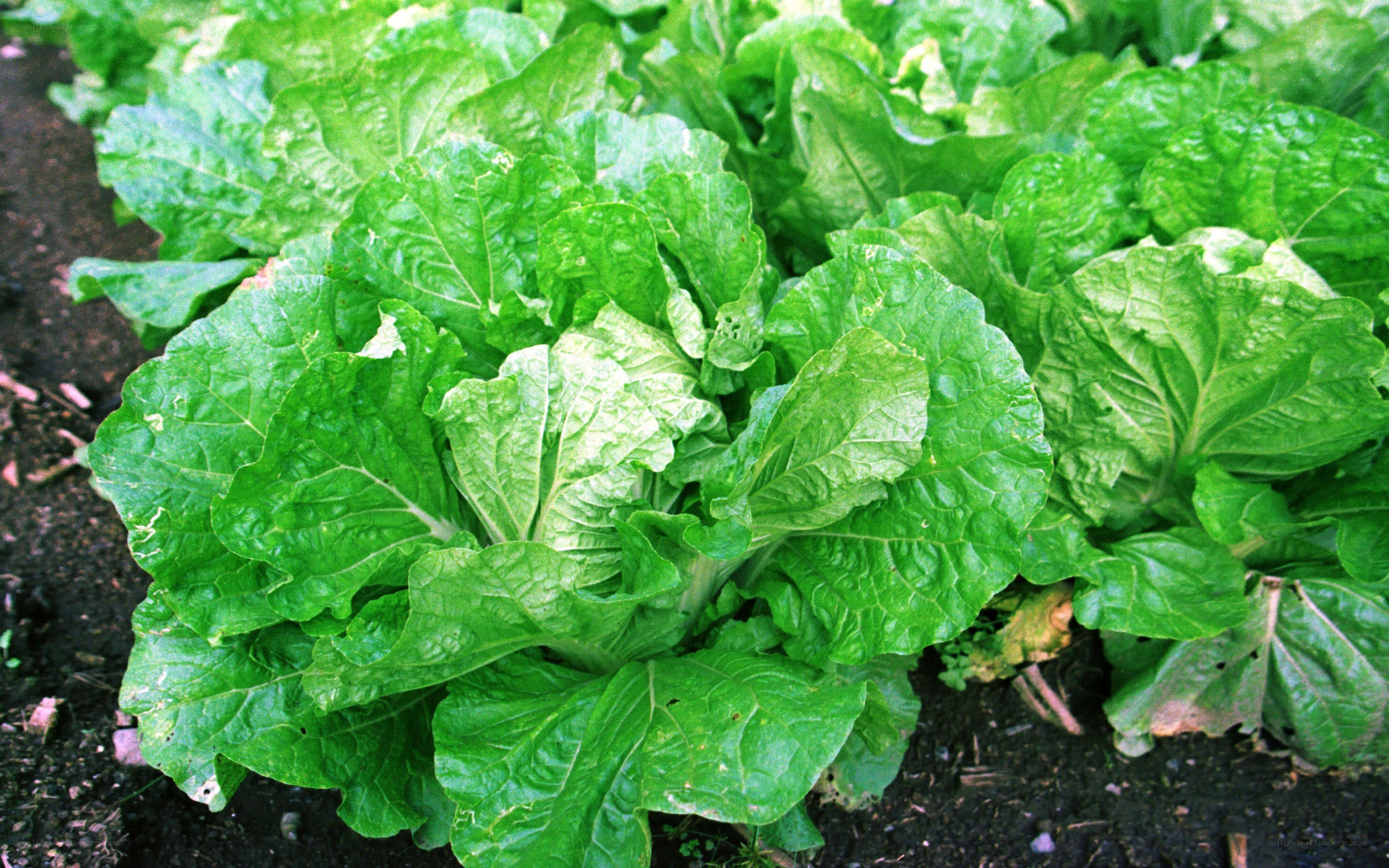green leafy vegetables in garden