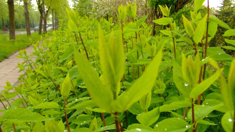 green leaves after rain