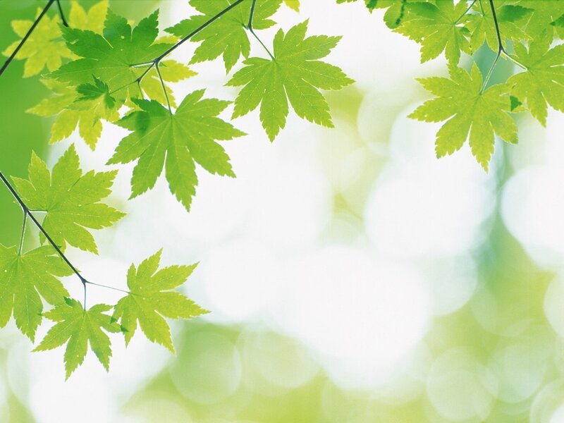 green leaves against a bright background