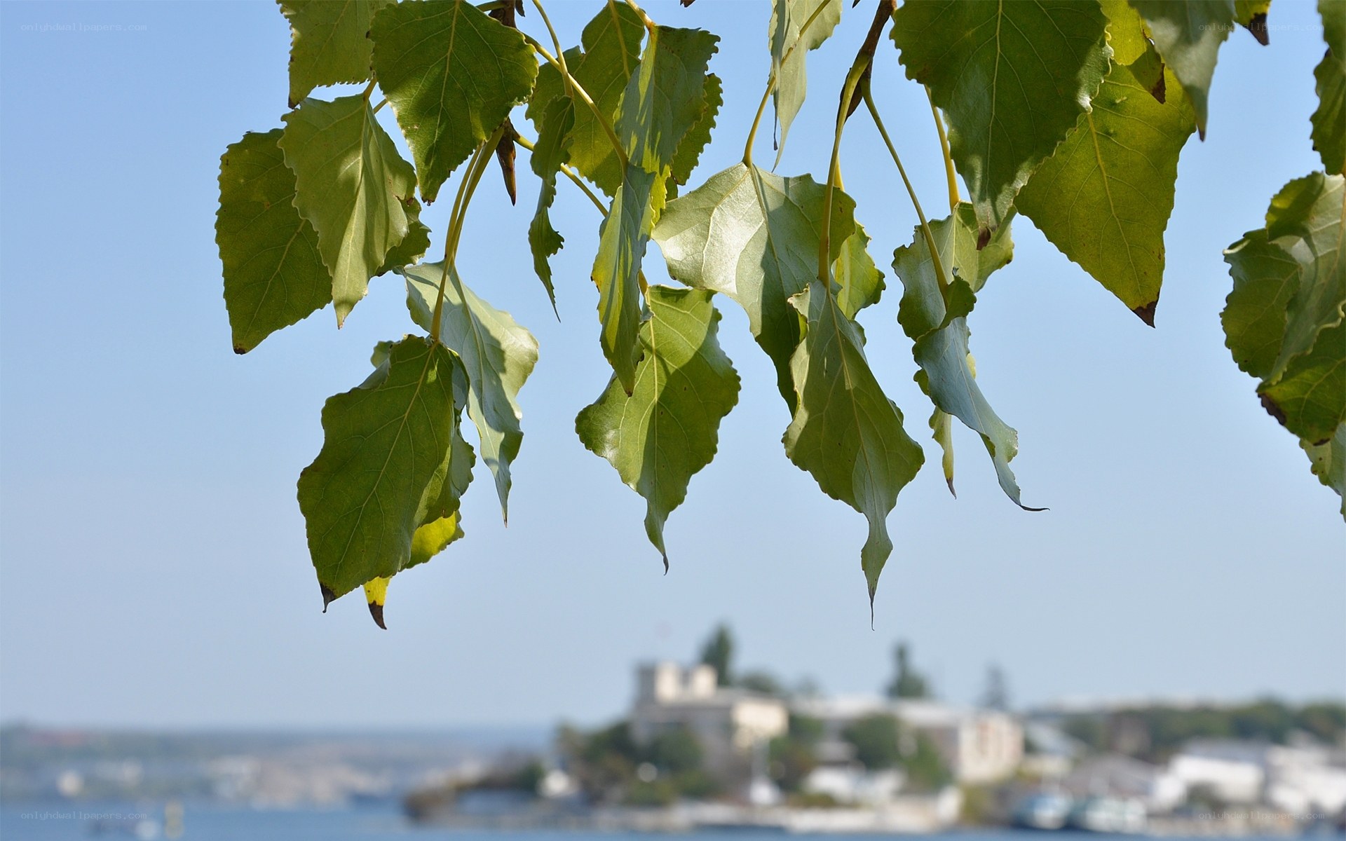 Green leaves against a coastal view