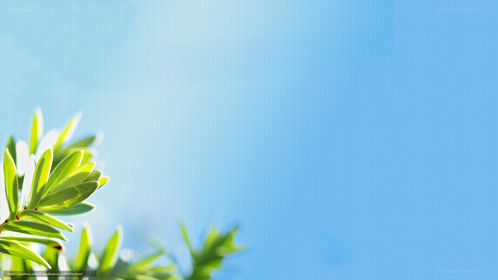 Green leaves against blue sky