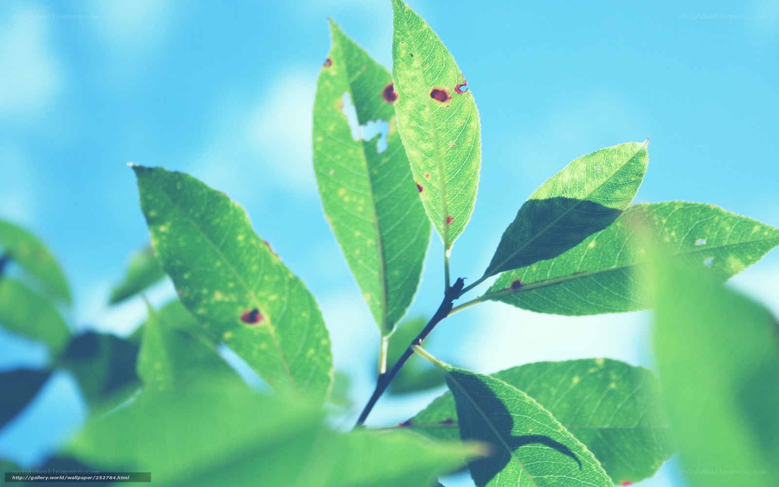 green leaves against blue sky