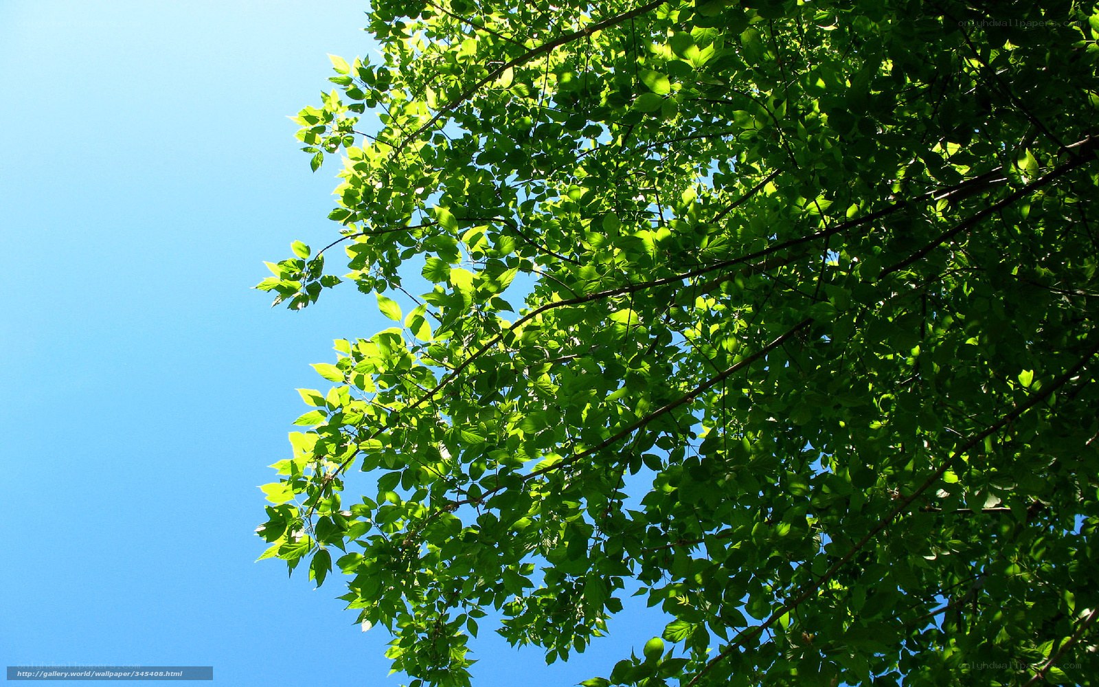 Green leaves against blue sky