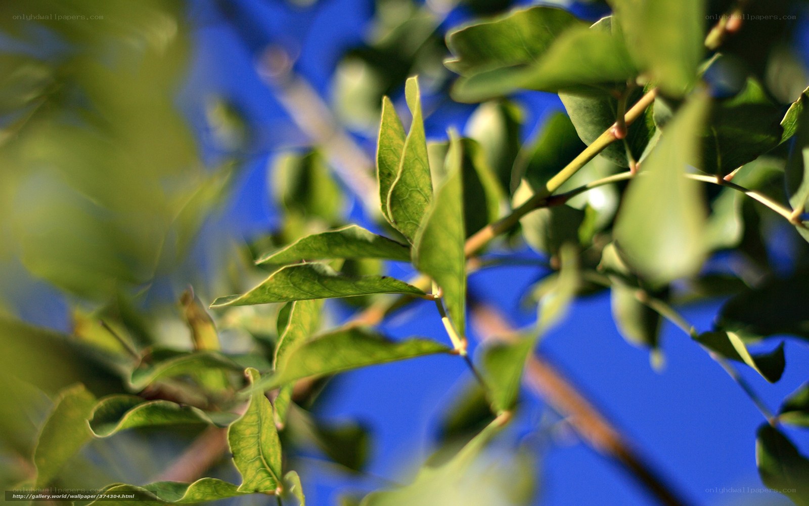 Green leaves against blue sky