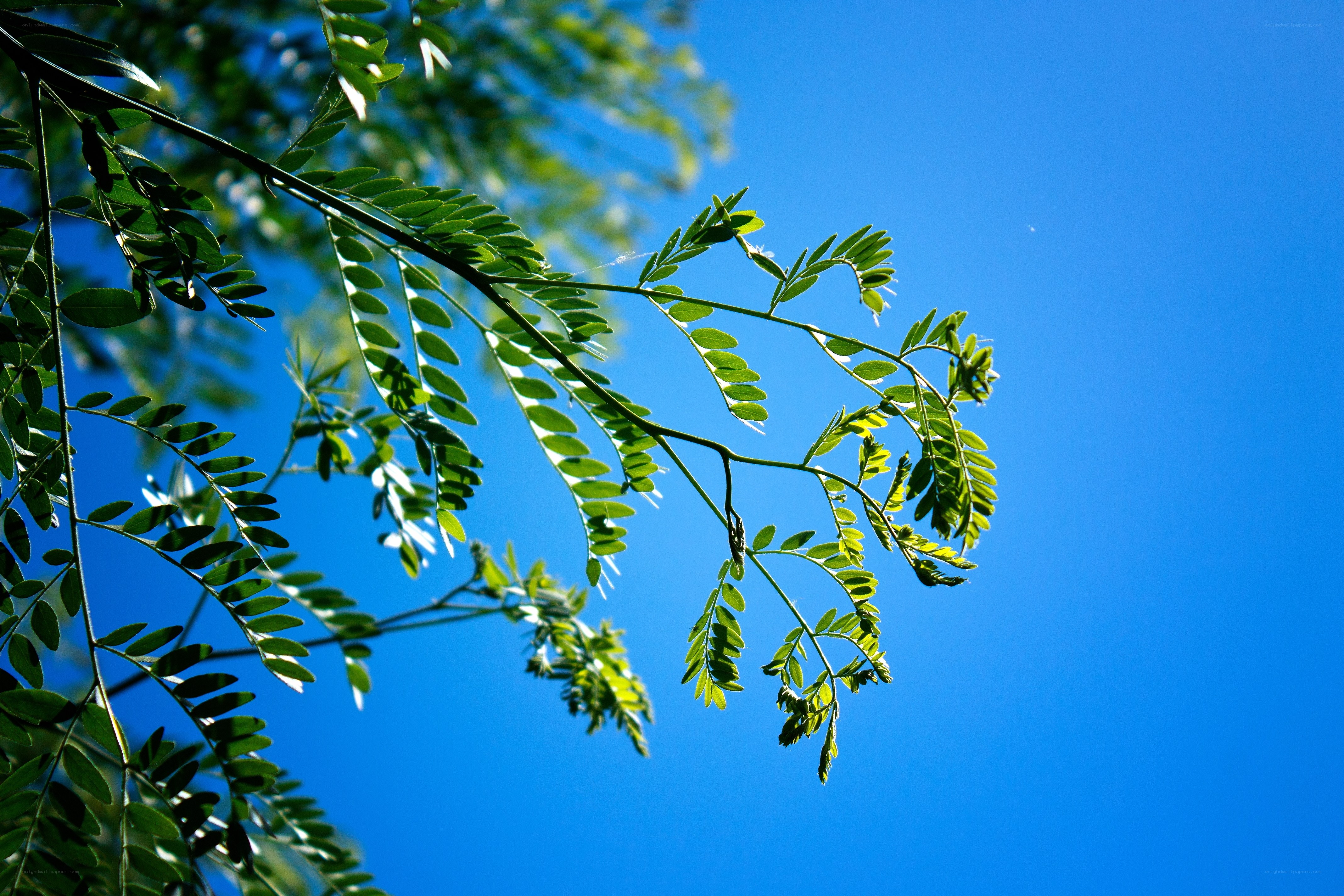 Green leaves against blue sky