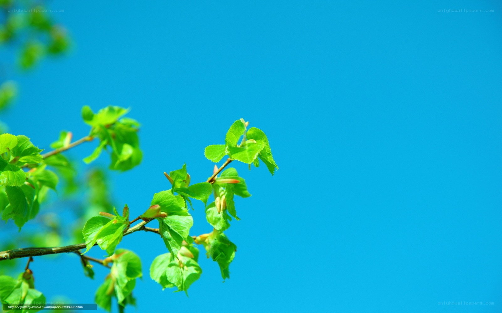 Green leaves against blue sky