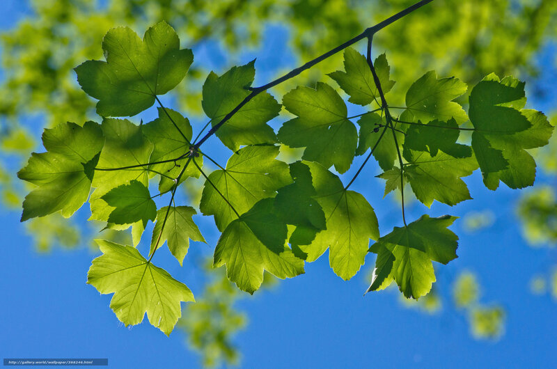 Green leaves against blue sky